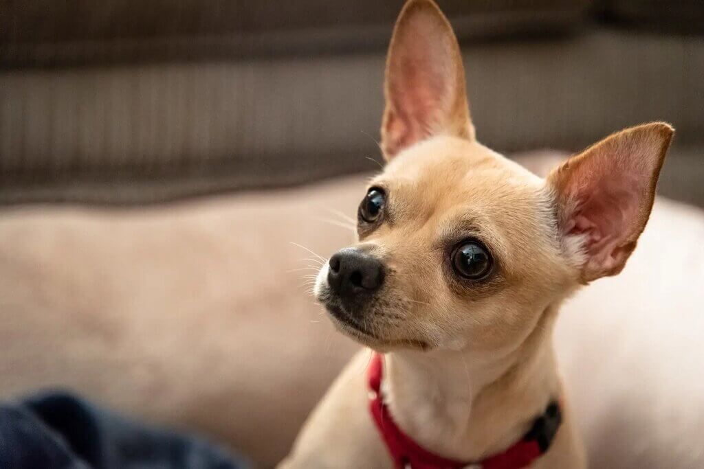 Physical Characteristics Of Deer Chihuahua