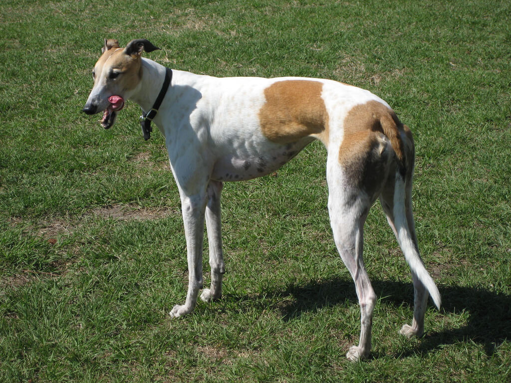 fastest dogs: Greyhound
