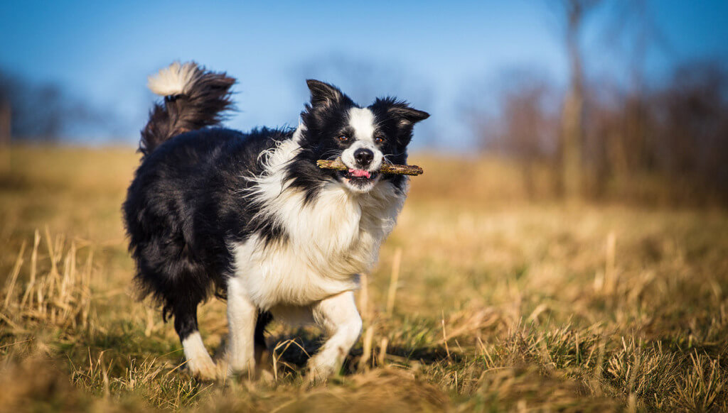fastest dogs: Border Collie