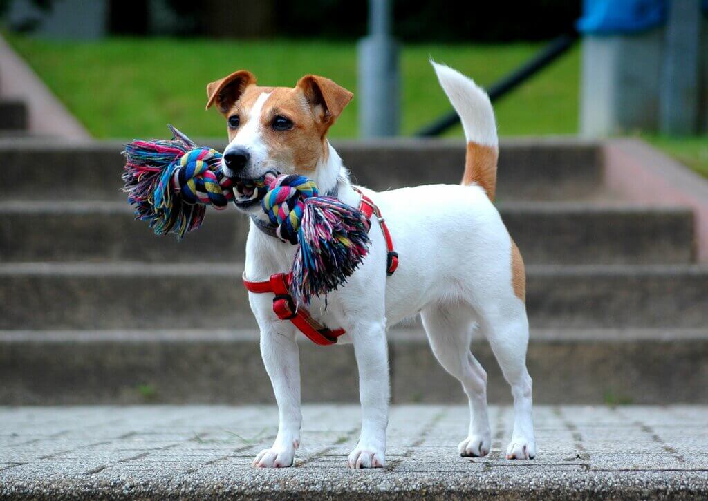 fastest dogs: Jack Russell Terrier