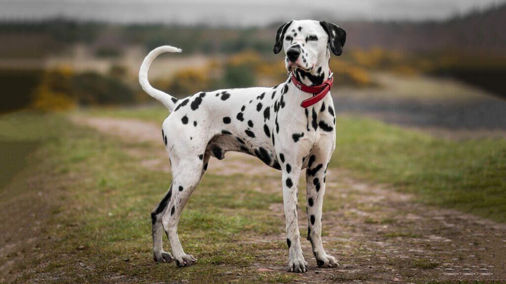 fastest dogs: Dalmatian