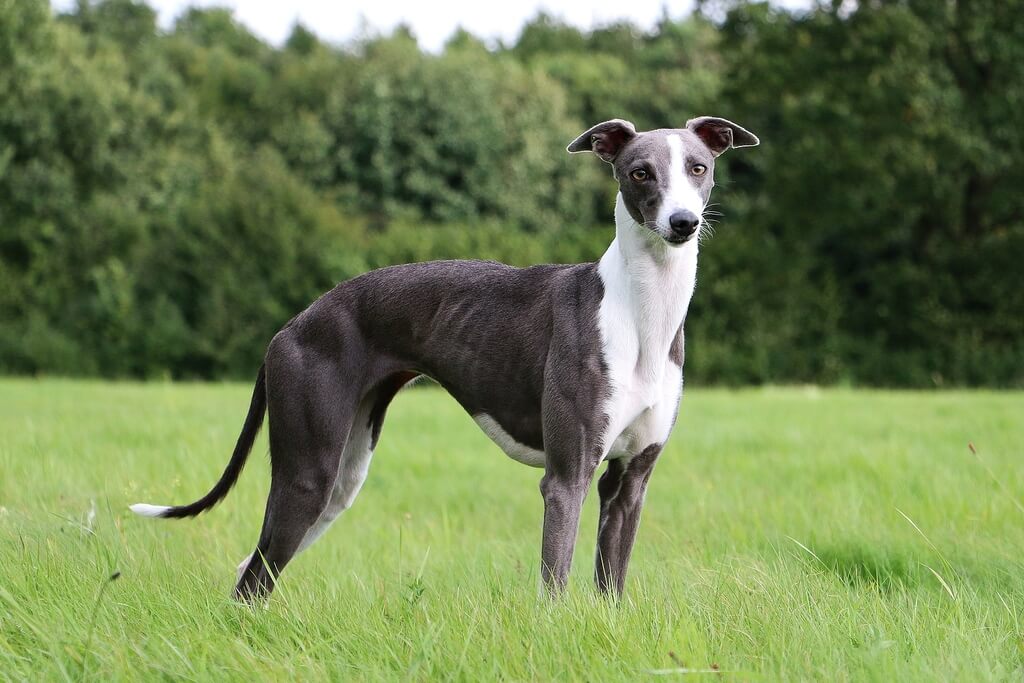 fastest dogs: Whippet