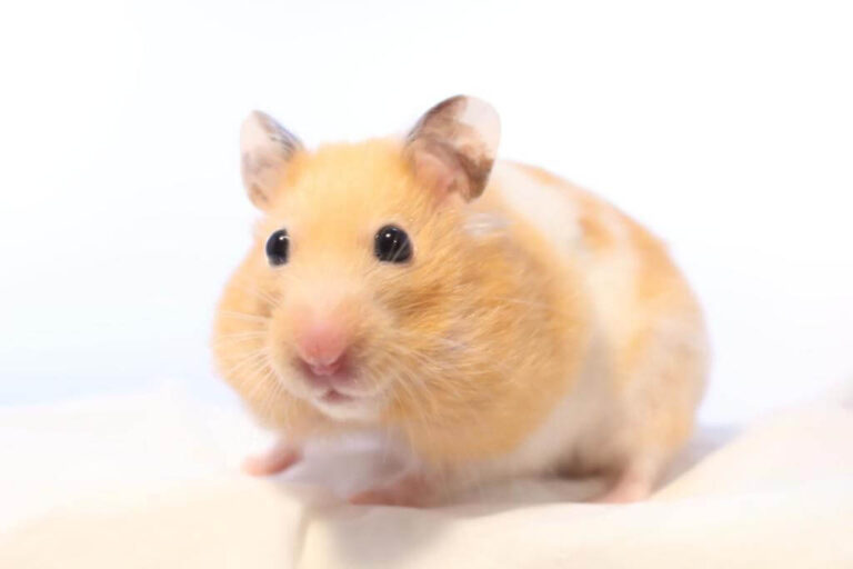 How Long Do Hamsters Live? An Easy Guide to Hamster Lifespan