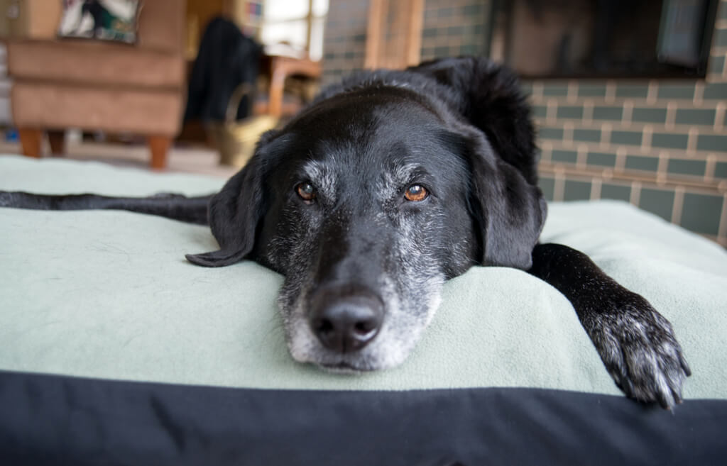 Anxiety of melatonin for dogs