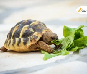 types of pet turtle