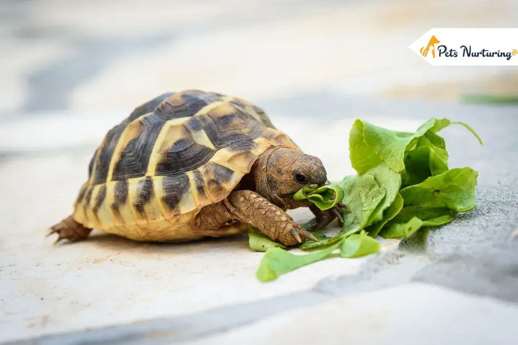types of pet turtle