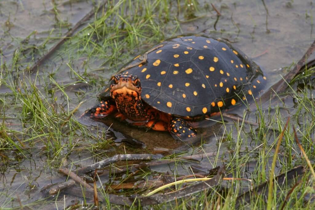 Spotted Turtle: types of pet turtles
