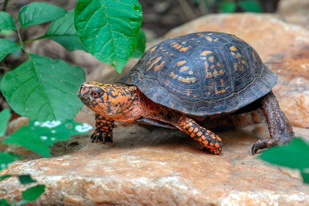 Eastern Box Turtle: types of pet turtles