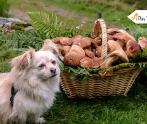 Can Dogs Eat Mushrooms