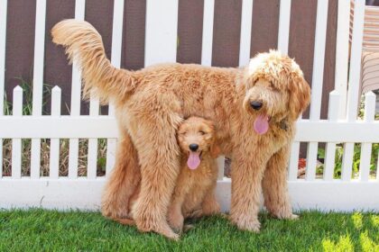 Mini Goldendoodle Dog Breed: A Complete Guide to Know