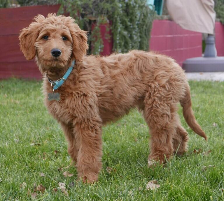 Mini Goldendoodle Dog Breed A Complete Guide to Know