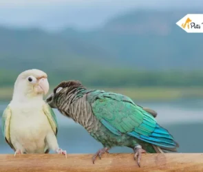 Green Cheeked Conures
