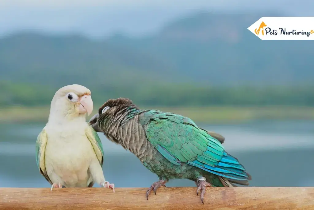 Green Cheeked Conures