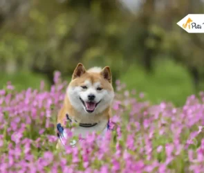 Japanese Dog Breed