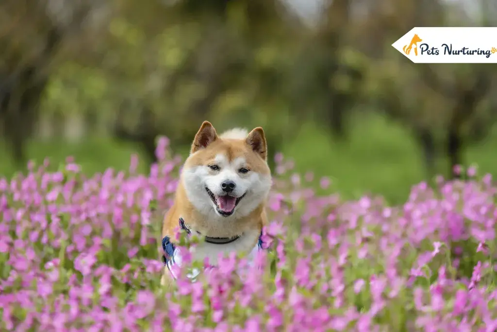 Japanese Dog Breed