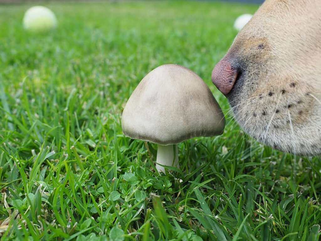 can dogs eat mushrooms