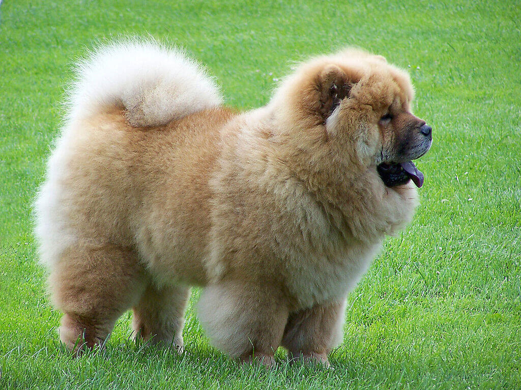 Chow Chow: fluffy dog breeds