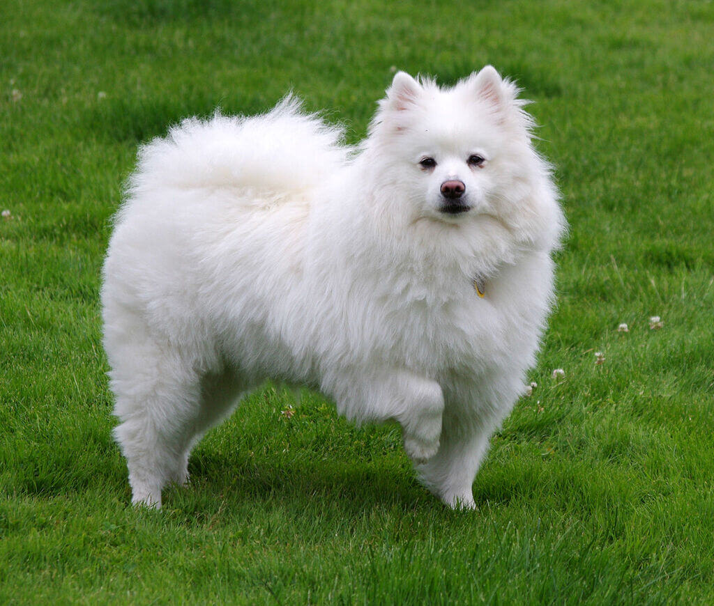 American Eskimo: fluffy dog breeds