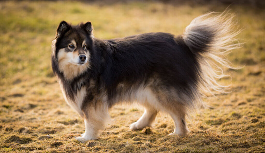 Finnish Lapphund: fluffy dog breeds