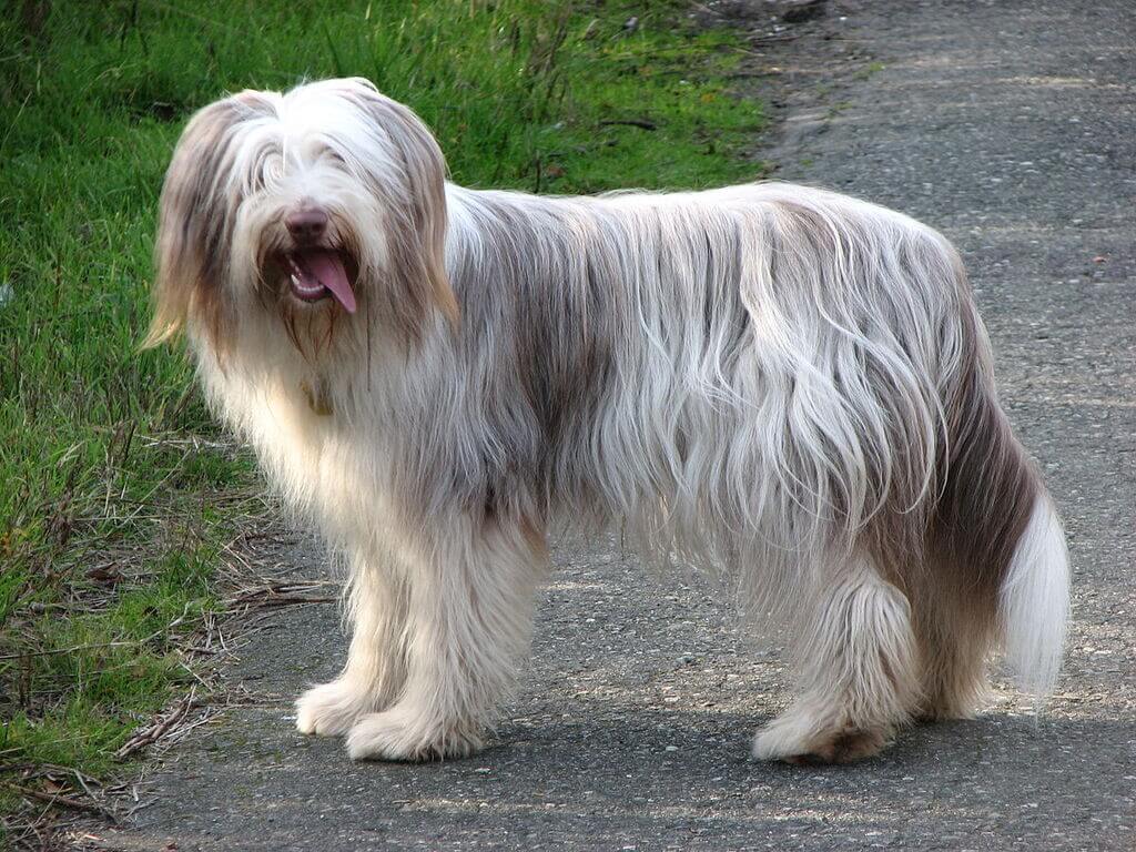 Bearded Collie: fluffy dog breeds