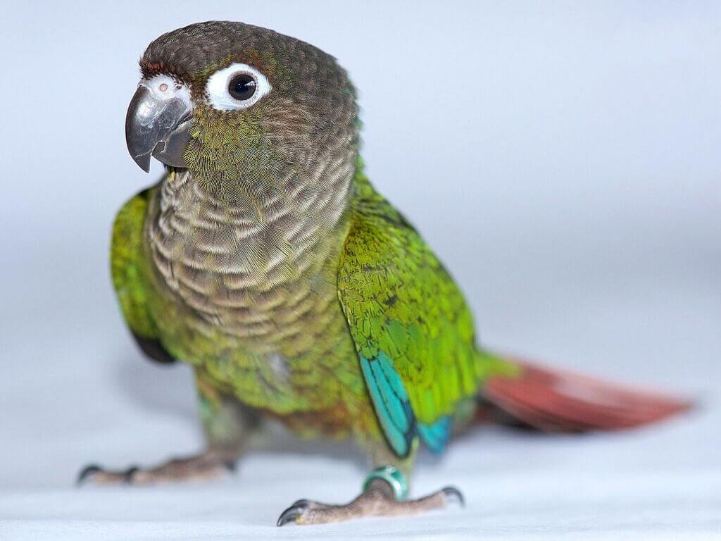 What Is the Origin and History of Green Cheek Conure