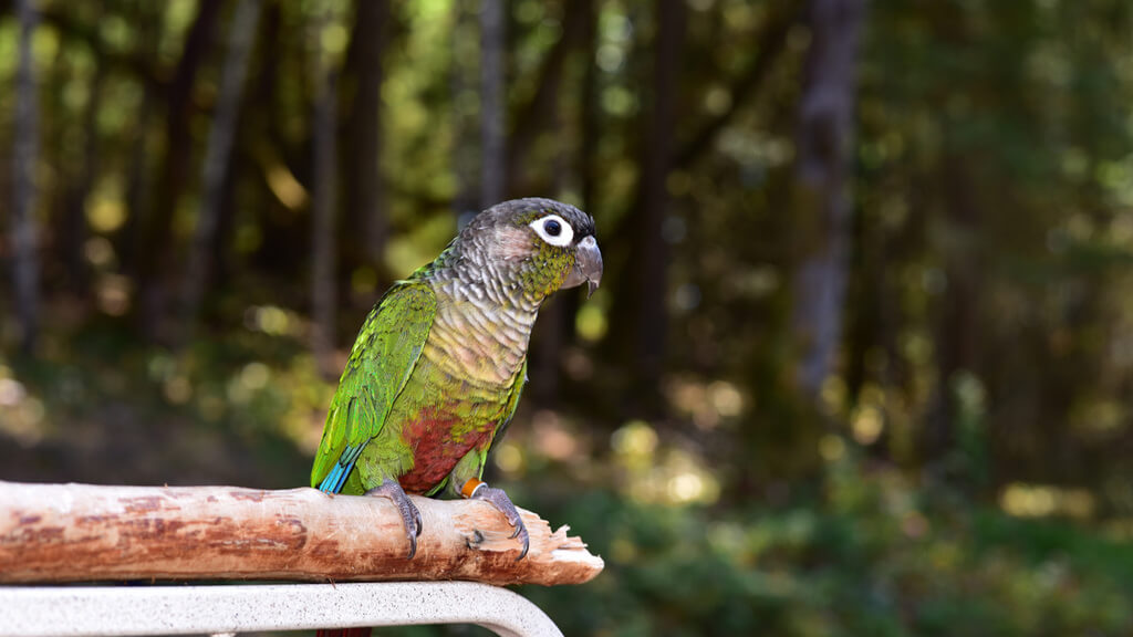 What Is the Demeanour of Such Green Cheek Conures