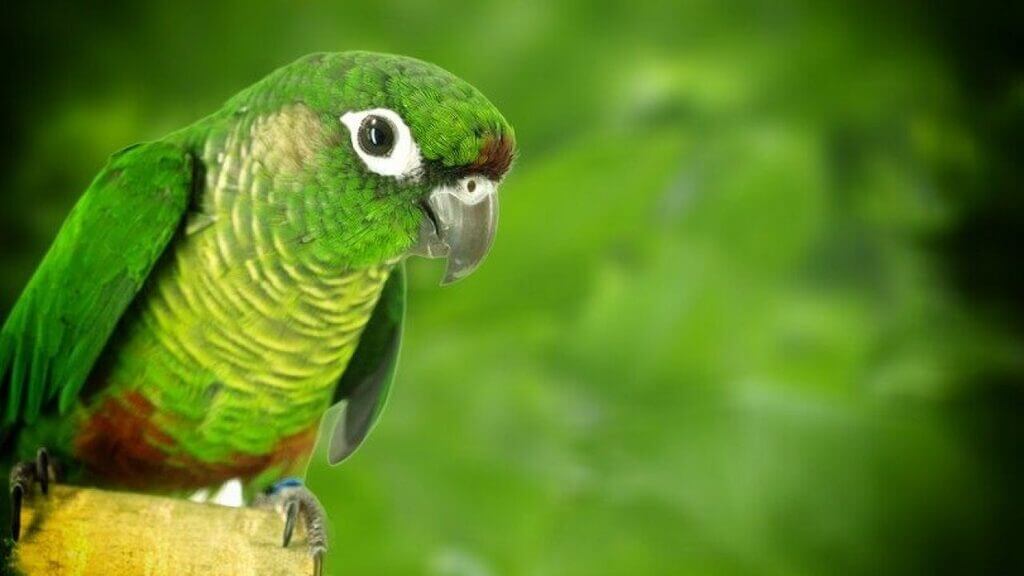 What Is All the Talk About the Speech Criteria of Green Cheek Conures