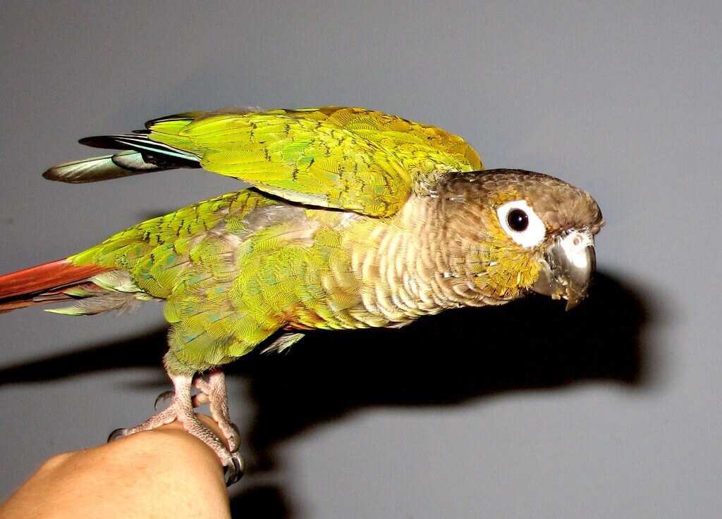 Green Cheek Conure: All You Need to Know | Pets Nurturing