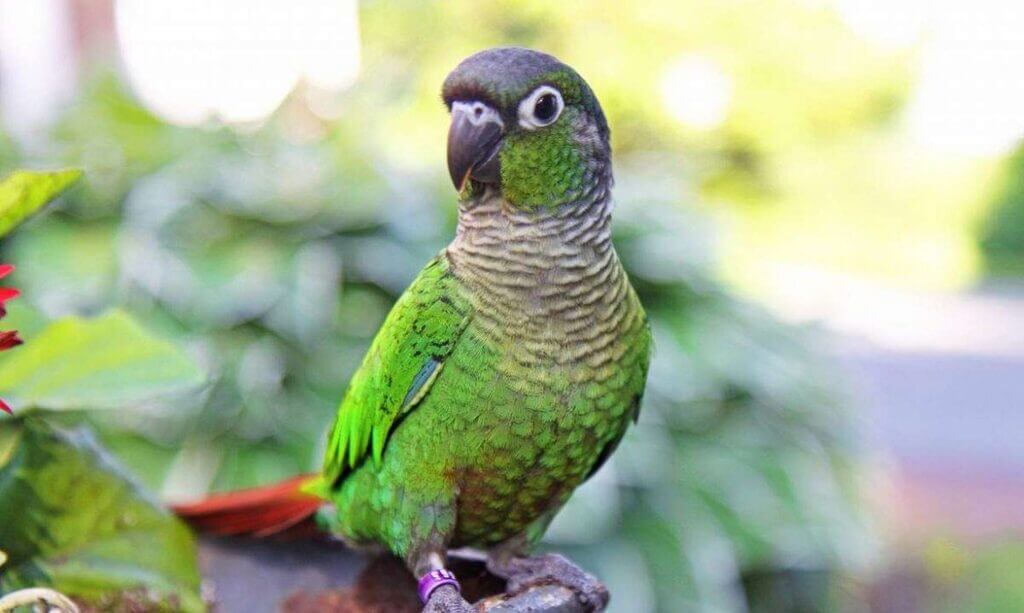 Green Cheek Conure: All You Need to Know | Pets Nurturing