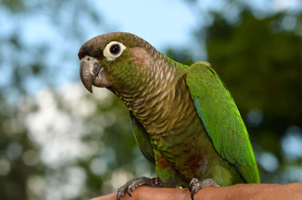 Green Cheek Conure: All You Need to Know | Pets Nurturing