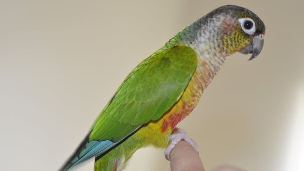 What Diet and Nutrition Should Be Follow for Green Cheek Conure