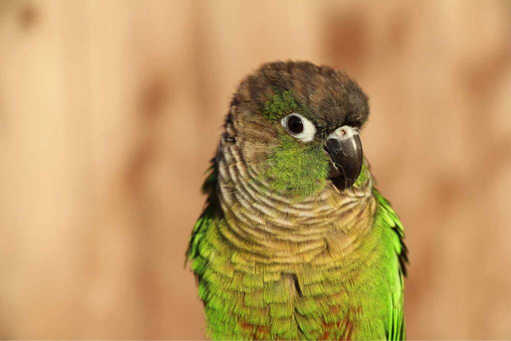 What Are the Exercises That Can Be Perform by These Green Cheek Conures