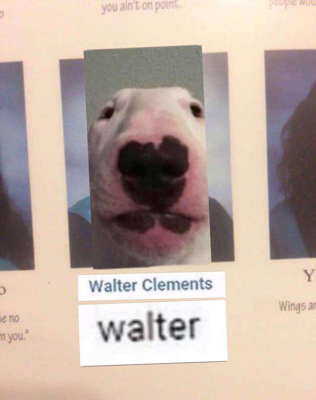 the walter dog