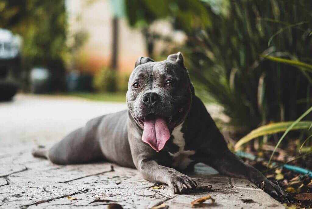 Forord Tredive Skyldfølelse Blue Nose Pitbull - History, Facts, Health, Size, and More