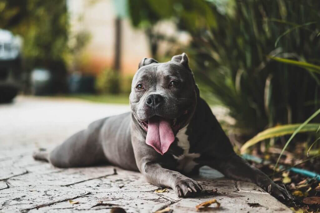 black and blue nose pitbull