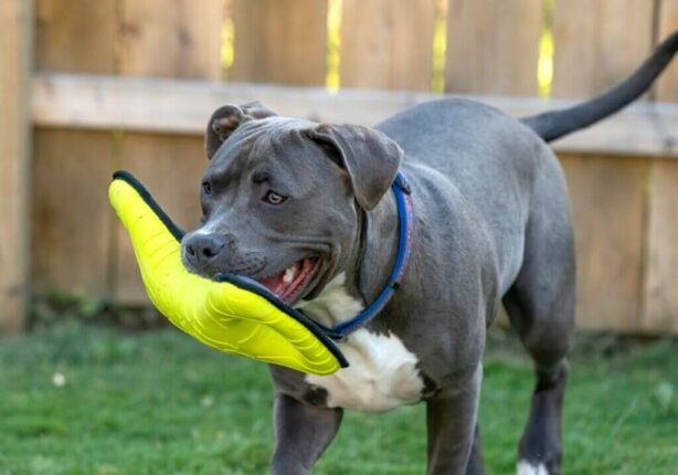 Blue Nose Pitbull: A Complete Breed Owners Guide