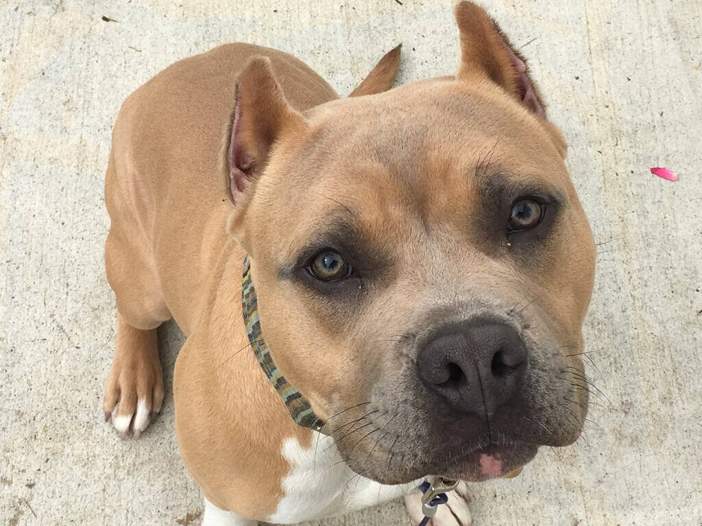 black and blue nose pitbull