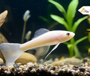 Cory Catfish Types