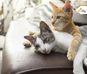 Domestic Shorthair Cats