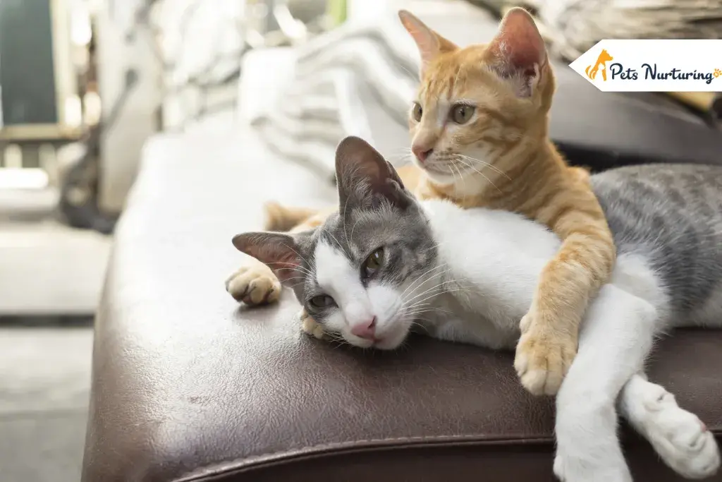 Domestic Shorthair Cats