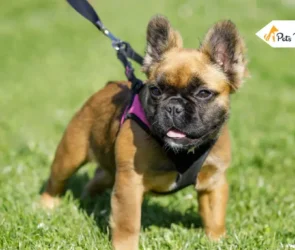Long Haired French Bulldogs