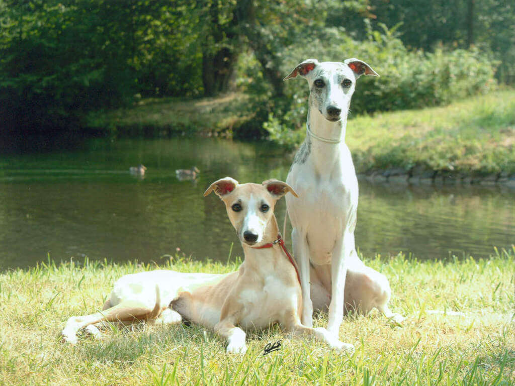 Whippet Breed Overview