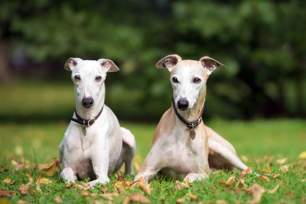 Whippet Breed Overview