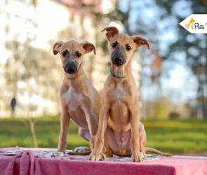 Whippet Breed Overviews