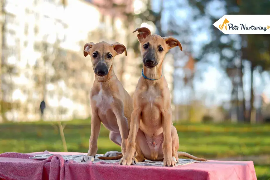 Whippet Breed Overviews