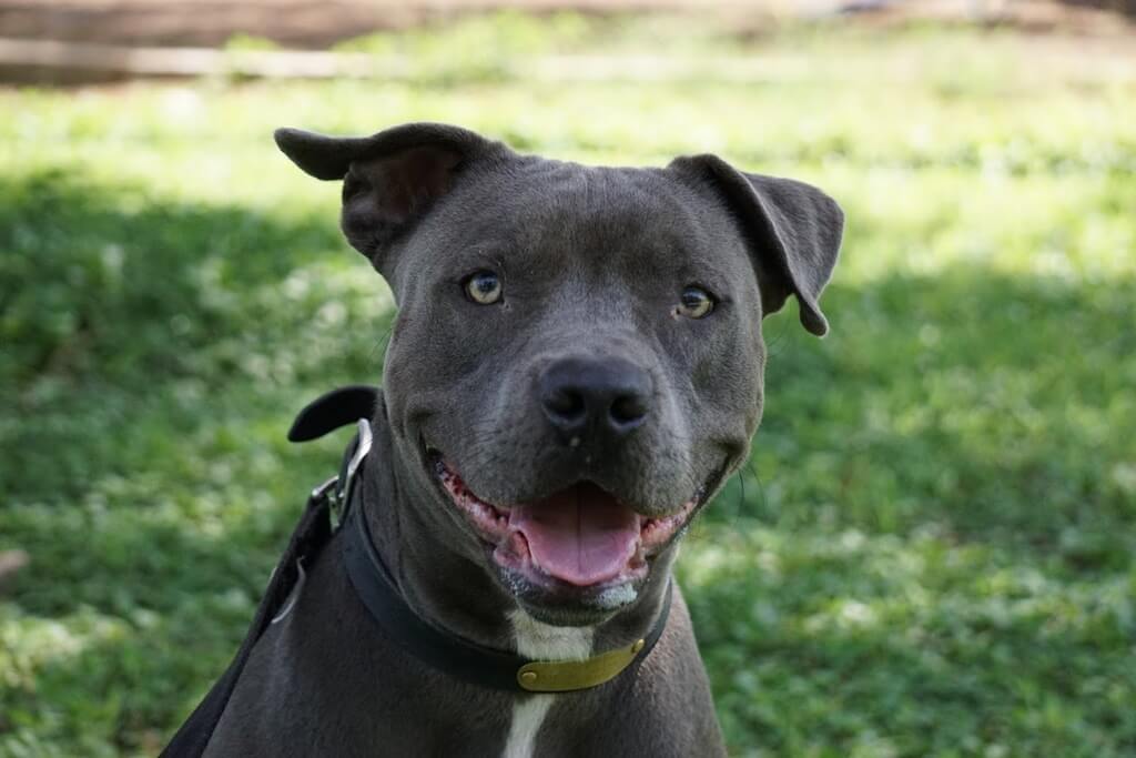 blue red nose pitbull