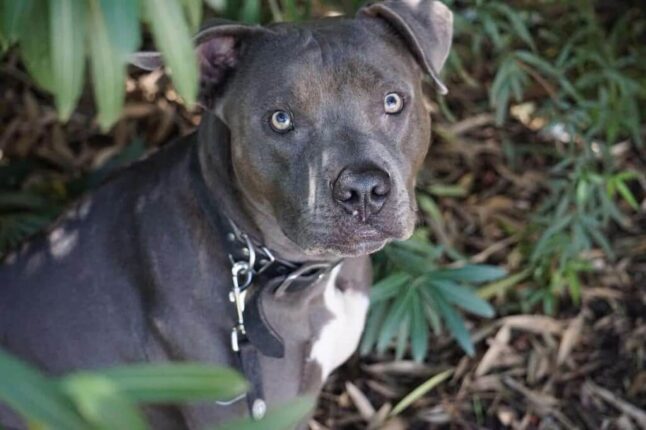 Blue Nose Pitbull Dog Breed: Complete Guide | Pets Nurturing