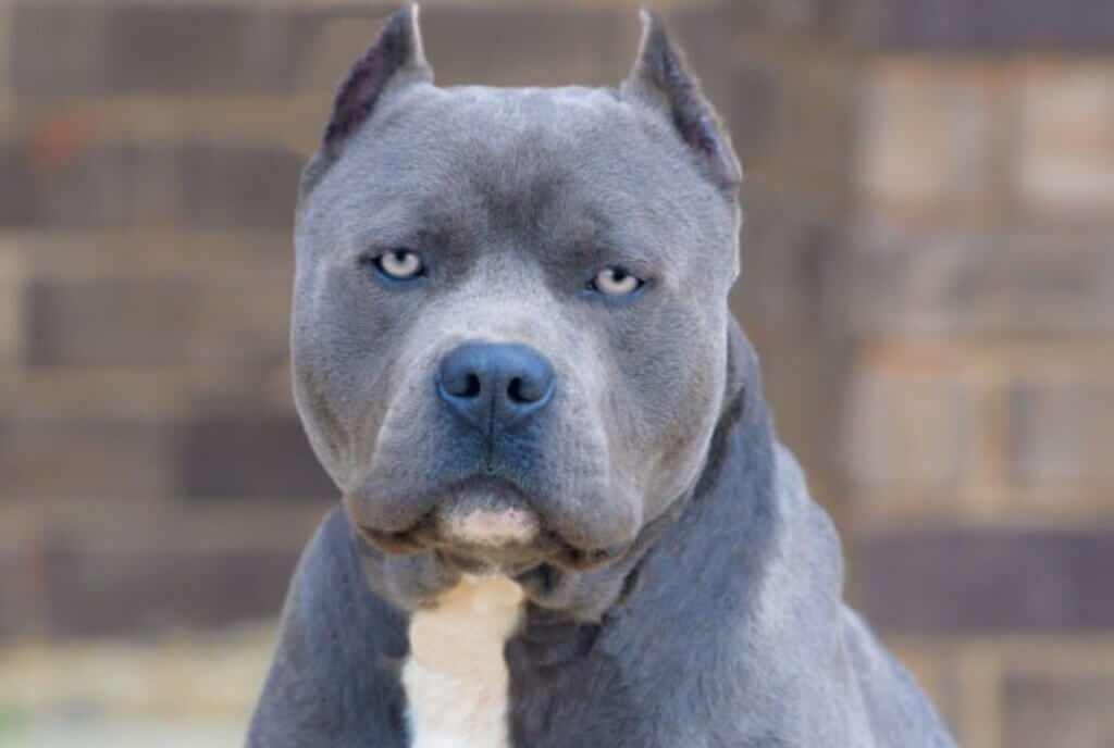 red and blue pitbull puppies