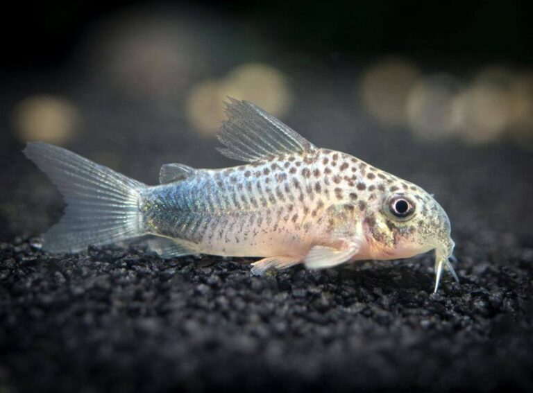 Cory Catfish: Explore the 7 Different Types | Pets Nurturing