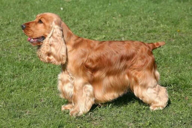 Guide for English Cocker Spaniel Dog Breed | Pets Nurturing